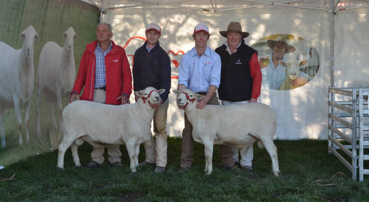 Murray Sargent, Taupo, New Zealand, Ross, James and Graham Gilmore, Tattykeel studs, Oberon, with two of the rams that sold for $28,000 and $22,000 respectively, headed to New Zealand.