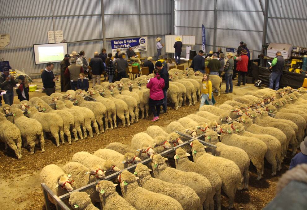 Thirty years of breeding mules free, blow fly resistant Poll Merino sheep has seen a mighty stand of rams offered at the 17th annual Parkdale SRS annual sale.