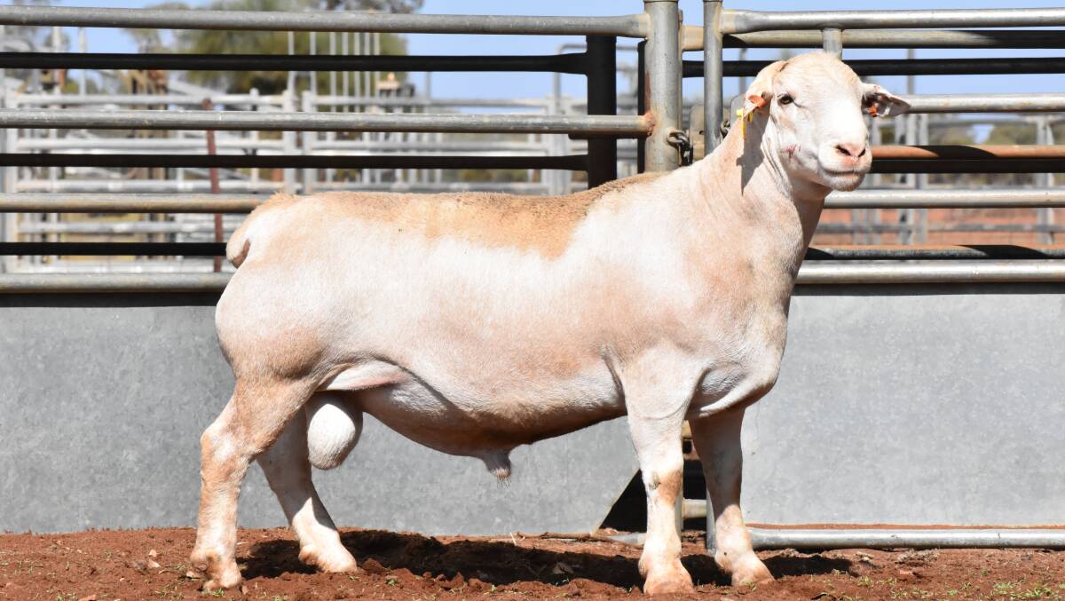 The top priced ram that sold for $5600. Photo supplied