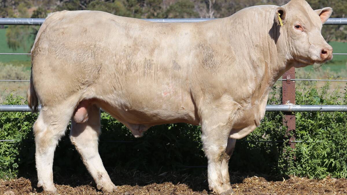 Sharing the $8000 top priced honours was a son of Minnie-Vale Jack Sprat, Temania P156E - Photo supplied
