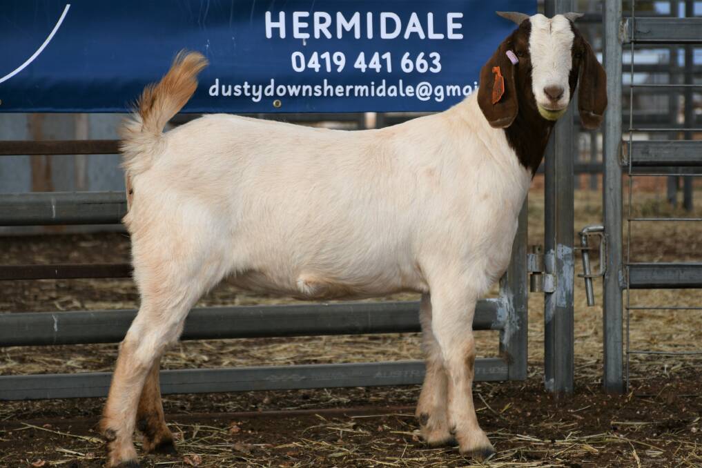 The Dusty Downs top-priced stud registered doe, tag 355, was sold for $400 at Cobar. Photo: supplied