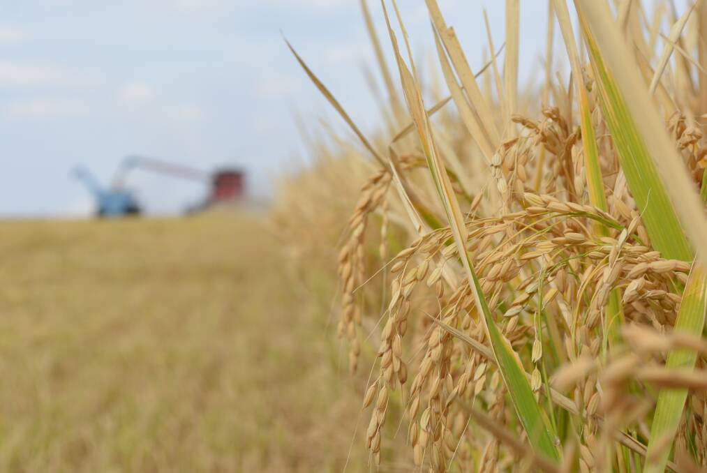 Bookings are filling fast for the August 10-11 rice industry conference. File photo.