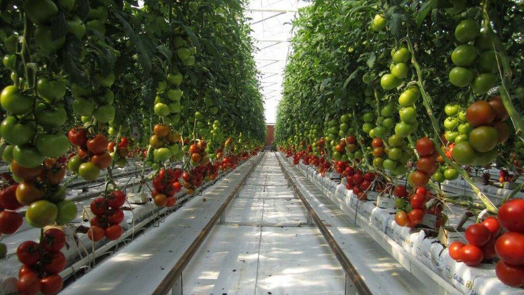Hydroponic tomatoes in one of the many new super-sized glasshouses built in Australia in recent years.