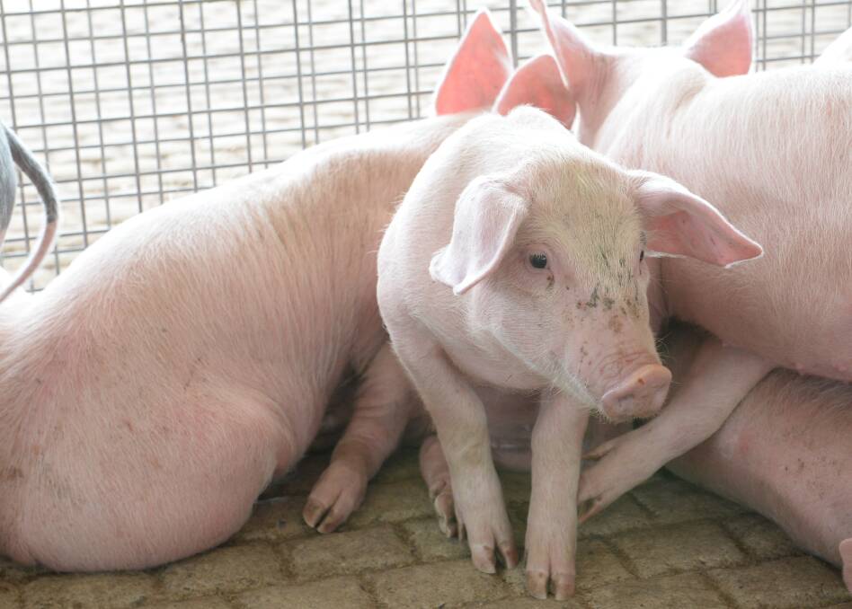 Local pig producers could feel the pain of US reduced pork exports to China as American product diverts to other export markets such as Australia. 