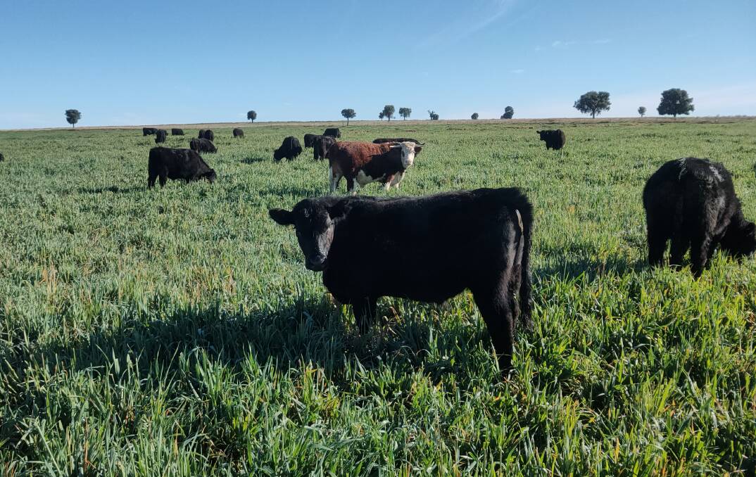 Ruminati's emissions calculator has been made available to a group of Commonwealth Bank livestock and mixed farming customers. File photo.