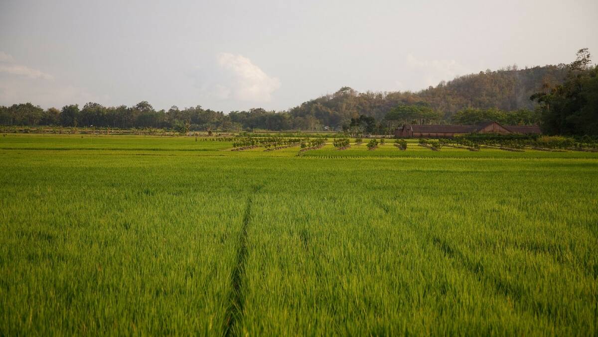 A scientific project in the Philippines will aim to reduce greenhouse gas emissions from rice production. Photo BASF.