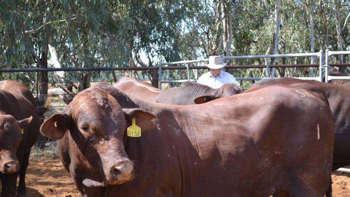 The buyer syndicate plans to spend an additional $46.3 million making capital improvements on Kidman and Company operations and buying extra livestock in the first year of ownership.
