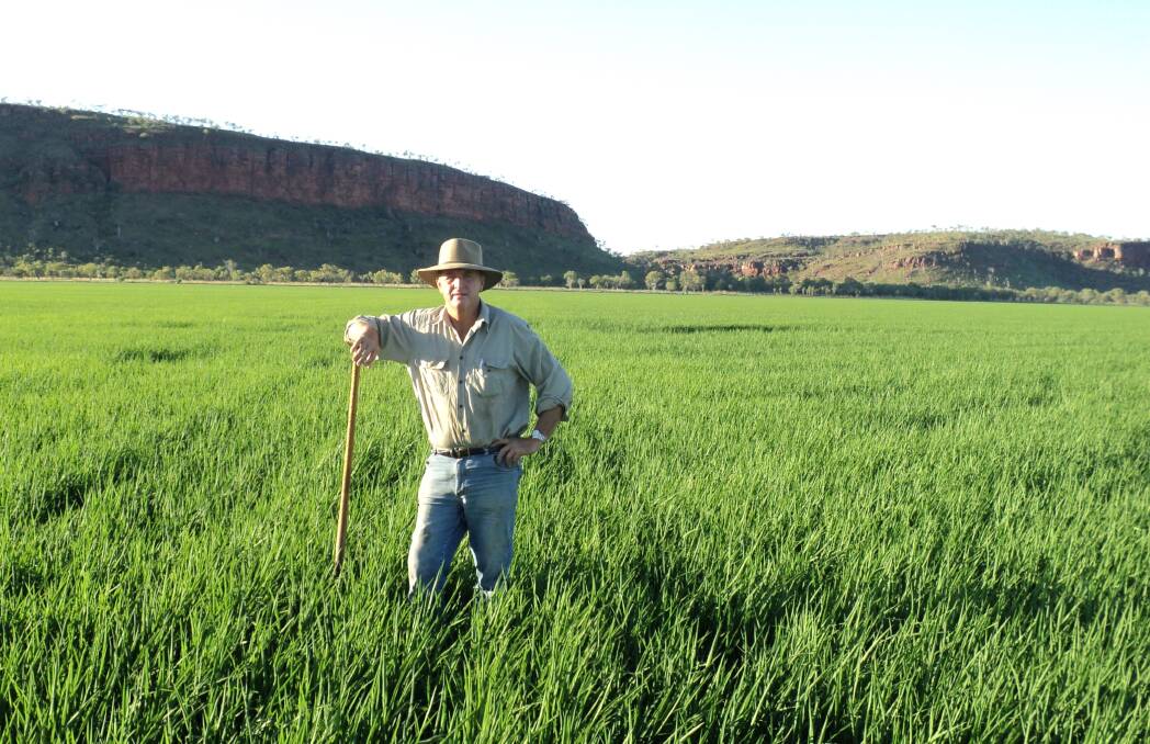 SunRice chairman, Laurie Arthur, in an irrigated rice crop he helped grow in the Kimberley in Western Australia's far north in 2010.