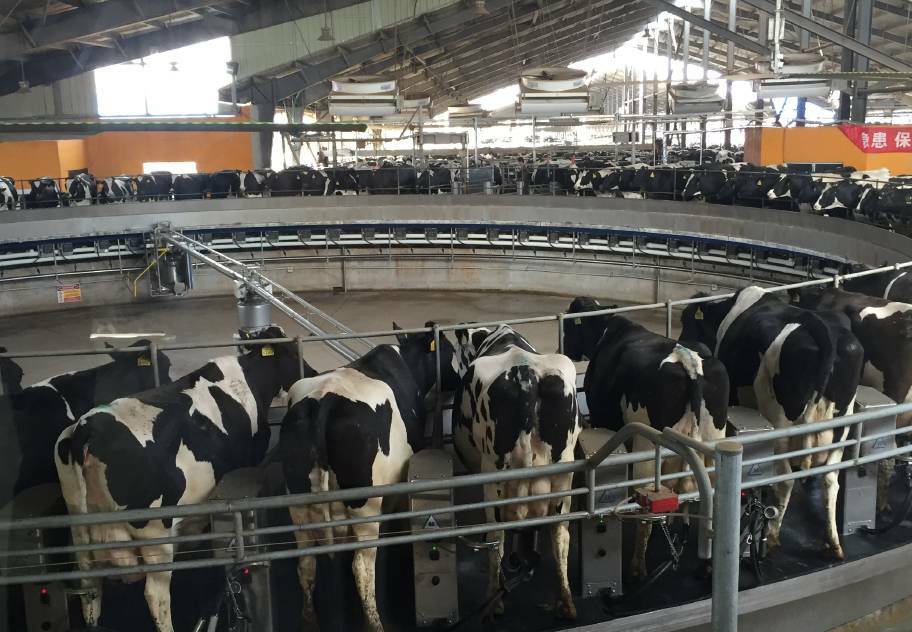 Australian bred heifers in a modern super-sized Chinese dairy.