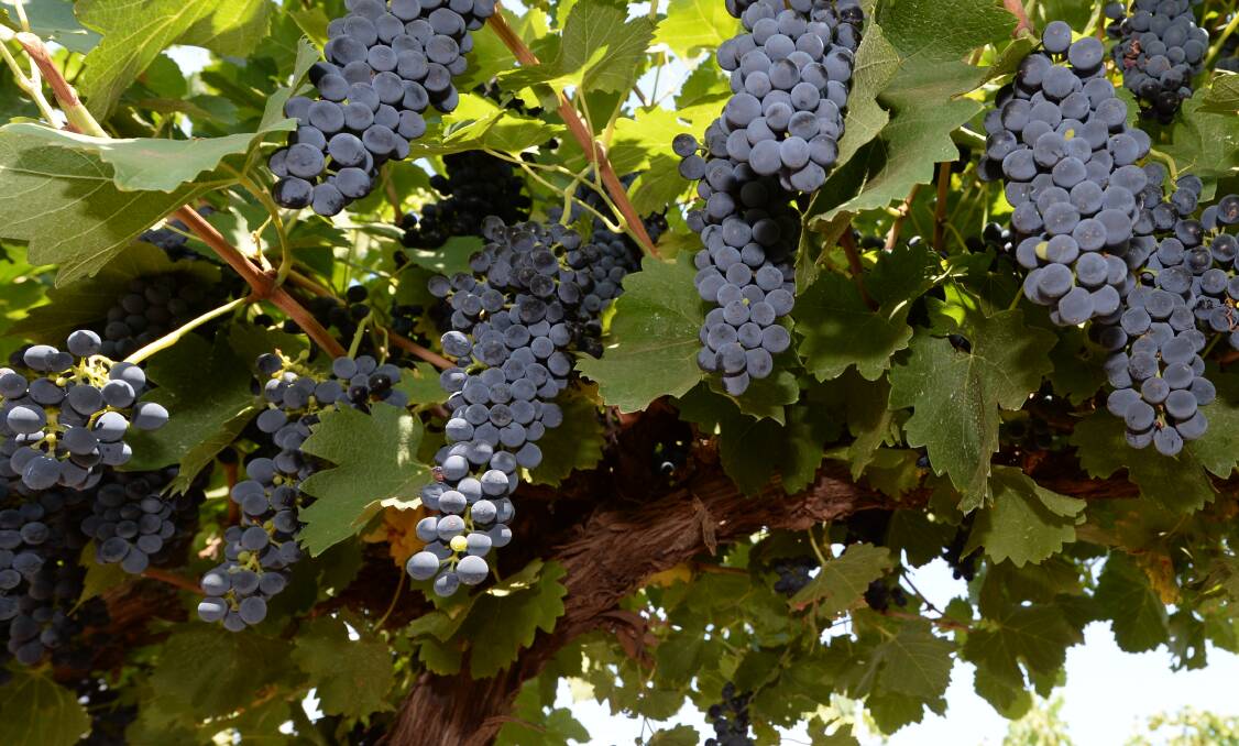 Treasury Wine Estates has paid $1.6 billion for California's Daou Vineyards. File photo.