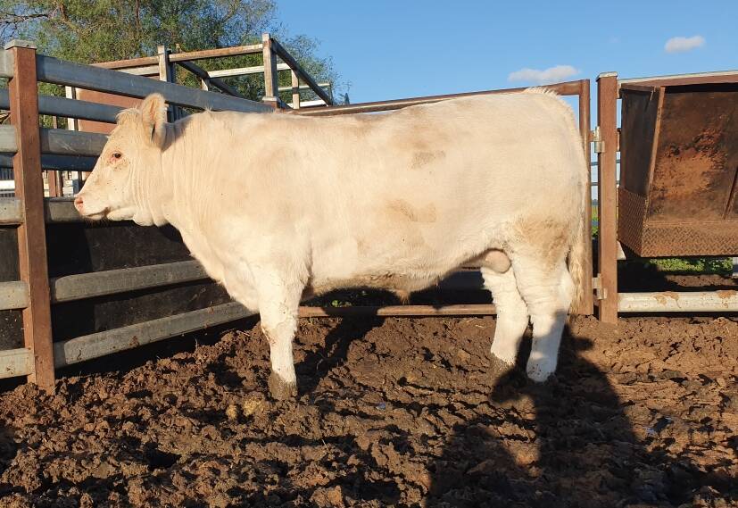 Coonamble High School's winning carcase was "Slim", a Charolais bred by Tyson and Courtney Will, TCW Livestock, Delungra. Photo: supplied