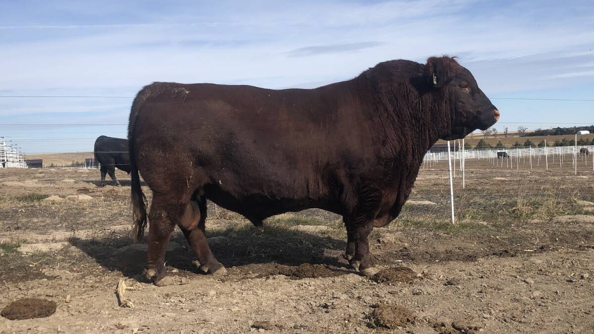 A sire Hannah Powe finally found at Western Sire Services, Nebraska. She nearly purchased embryos sired by this bull, but hadn't seen him. She now regrets not buying them. 