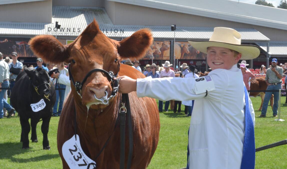 Champion junior parader (F000) Campbell Walsh from HCM and Ruby Park Limousins, Dubbo, with his heifer Flemington Courtenay Q61. 