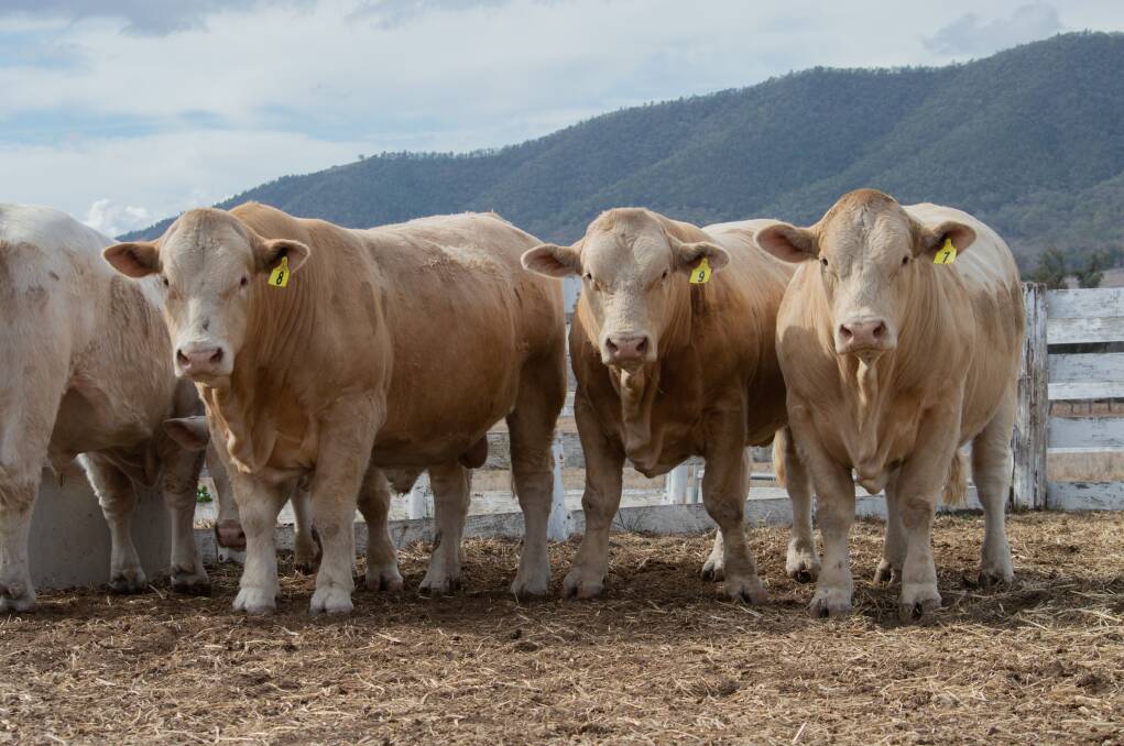 Minnie-Vale Charolais sale bulls during their 16th annual on-property sale at Narrabri on July 26. Photo by Shot by Laura Photography and Livestock Imaging.