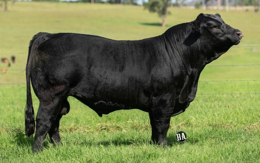 The $21,500 sale-topper Warrigal Polled Aussie Made offered by the Relf family of Warrigal Limousins, Wingham, and purchased by the Kellett family of Firefly. Photo: Branded Ag Marketing