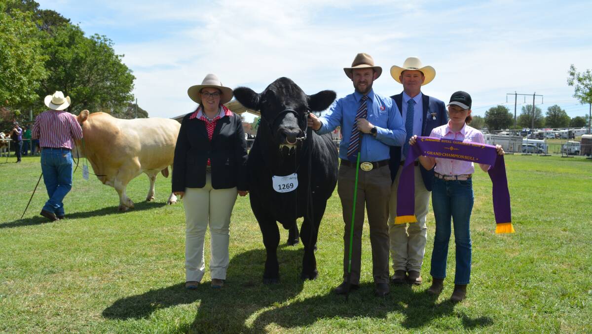 Associate judge Michelle Fairall, Micanker Livestock, Harden, with the grand champion Simmental bull held by owner Shannon Lawlor, Ausbred Genetics, Kurmond, judge Glenn Trout, Kenmere Charolais, Holbrook, and Rosie Sutherland, Beechworth, Vic. 