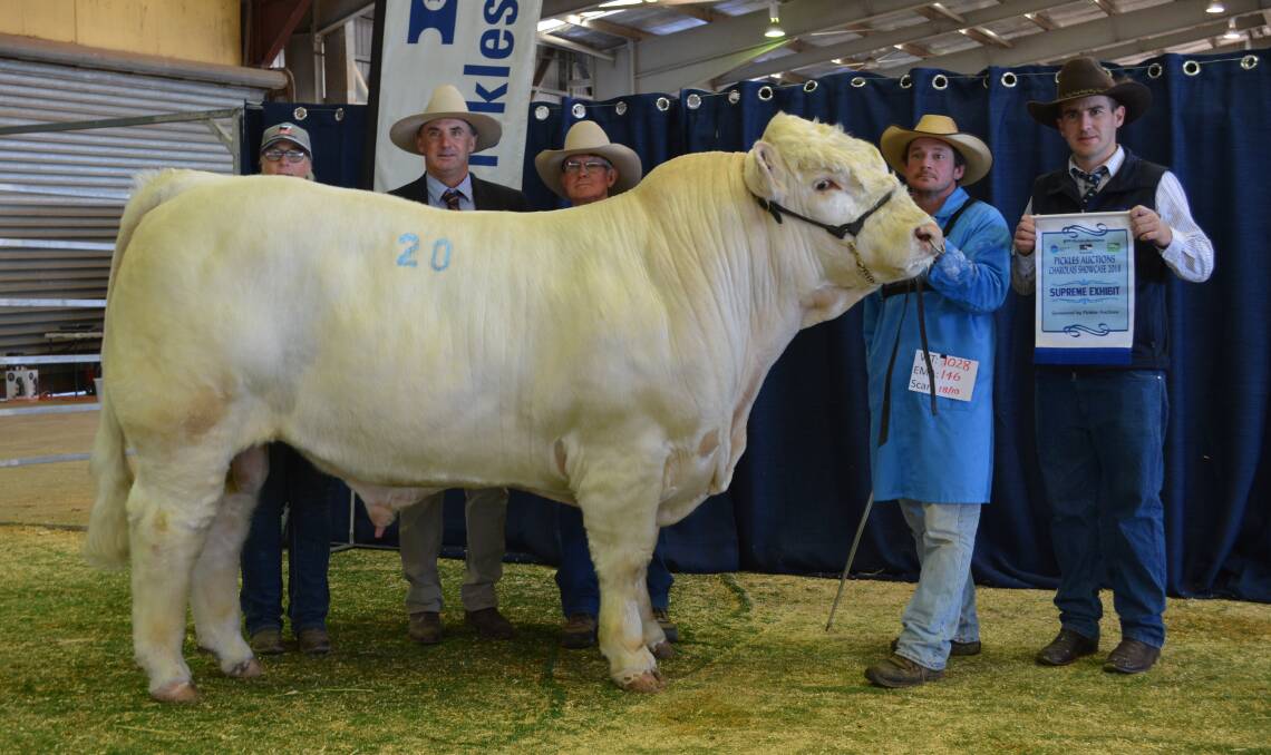 Helen Alexander, DSK Charolais; judge Tim Vincent, Booragul Angus; Chris Knox, DSK Charolais; and handler Lonnie Stone, with the supreme exhibit being sashed by Steve Martin, Pickles Auctions. 