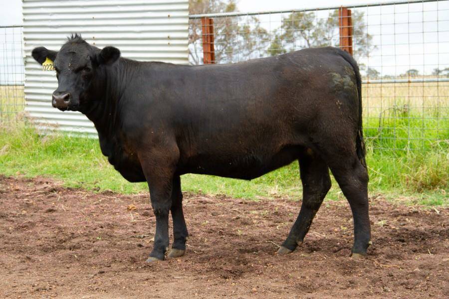 The $7750 high-seller, Little Meadows Edwina Q221, offered by the Golding family of Little Meadows Angus, Dardanup, WA, and purchased by the Thompson family of Venturon Livestock, Boyup Brook, WA. Photo: AuctionsPlus 