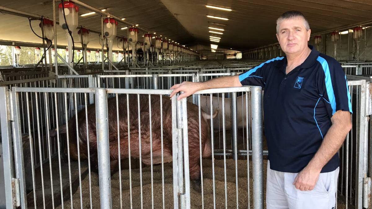 Sabor Artificial Breeding Centre general manager Graham Reu, Clare Valley, South Australia, in their semen collection facility that features automated feeders and sawdust in all pens. Photo supplied. 