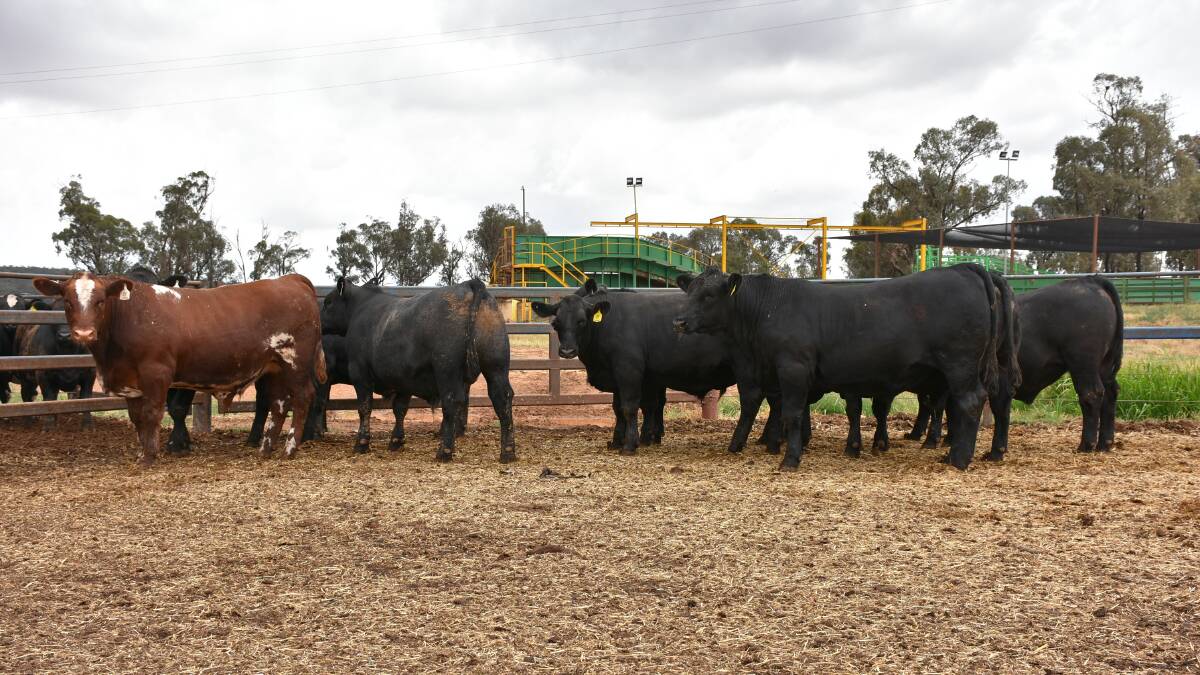 The Coota Park Blue E steers exhibited in this year's feedback trial. 