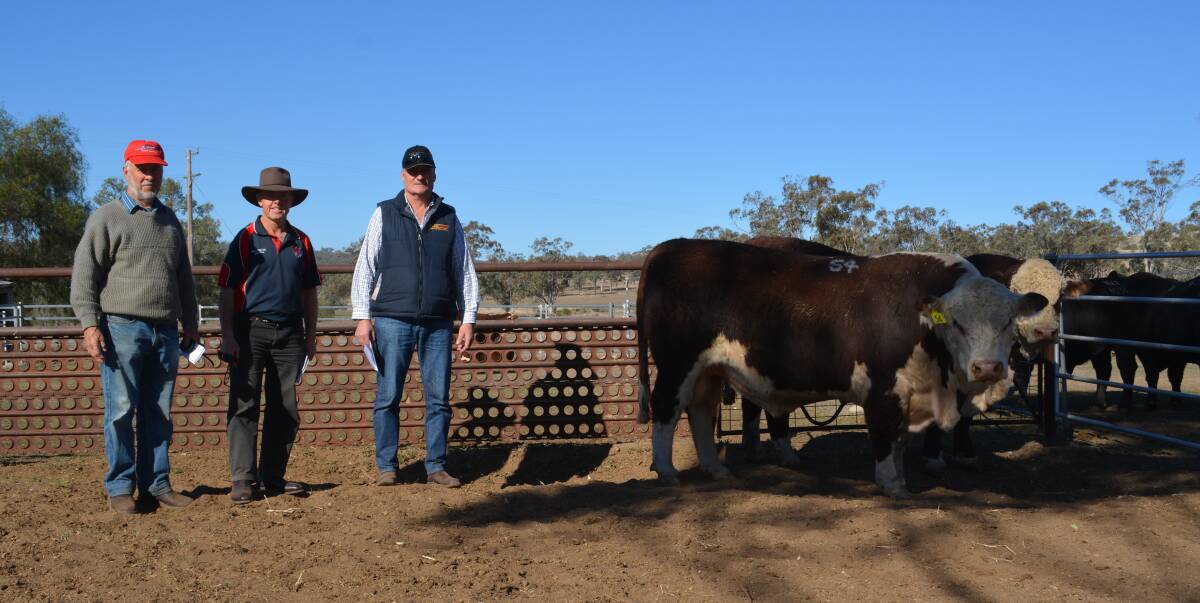 Victorian based buyers Adrian Harris, Gary Anthony and Greg Pocklington, all from Dumbalk, put together a large draft of both Poll Hereford and Angus bulls for themselves and other Victoria breeders during the Mountain Valley sale. 