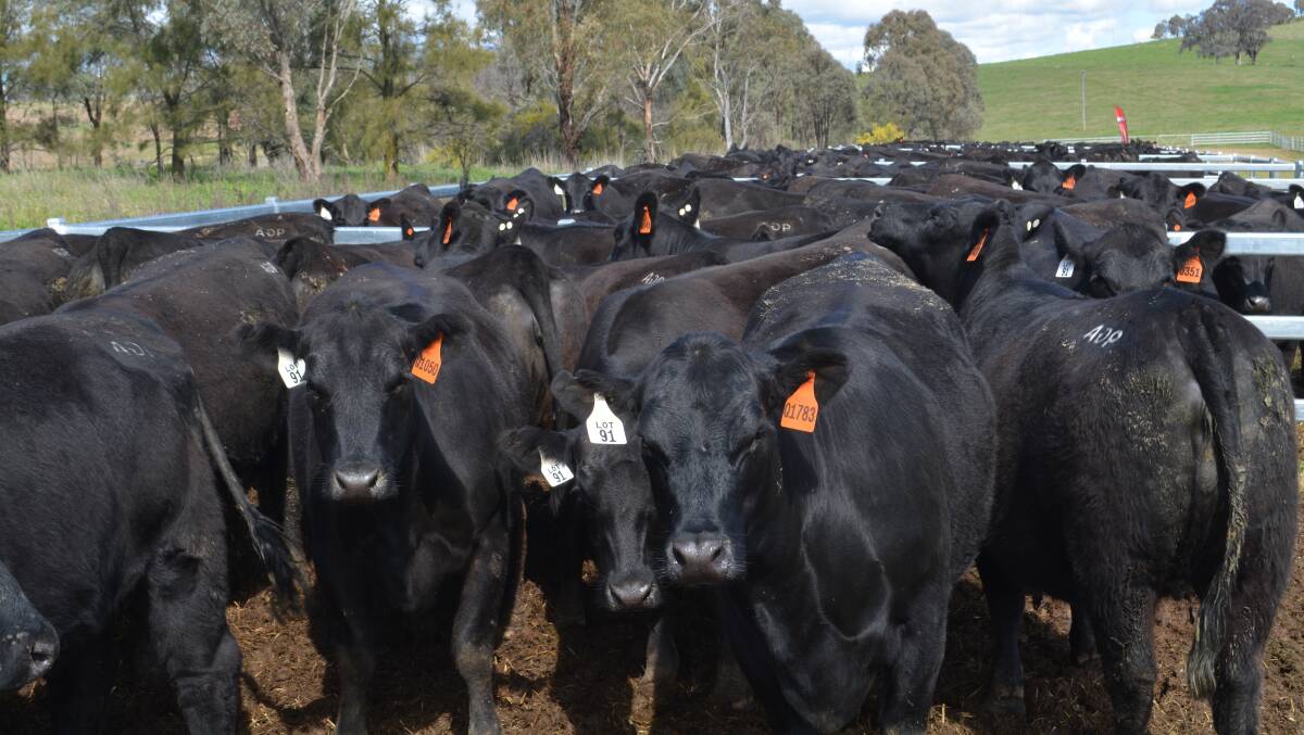 A total of 397 pregnancy-tested-in-calf females were sold with 60 PTIC mixed aged cows averaging $3600 a head, and 337 PTIC heifers averaging $3471/hd. 