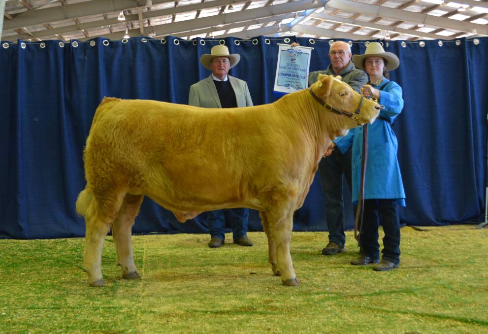 The 2018 Clipex Silver Calf Champion steer, Tookawhile Patch, exhibited by the Nicholls family from Tookawhile Charolais, Rukenvale via Kyogle. Pictured with judge Don Riley, Oakvale Limousins, Coonabarabran; Daryl Holder, The Cattle Shop, Goulburn, and handler Jemma Beaumont, Dorrigo. 