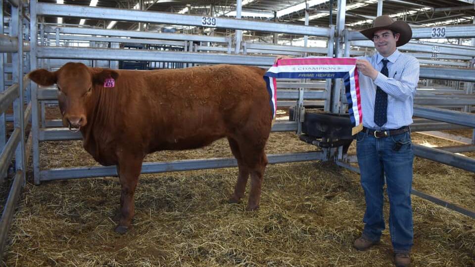 The champion prime heifer, a 443kg Limousin heifer, from Scone Grammar School and Tom and Julie Morton.