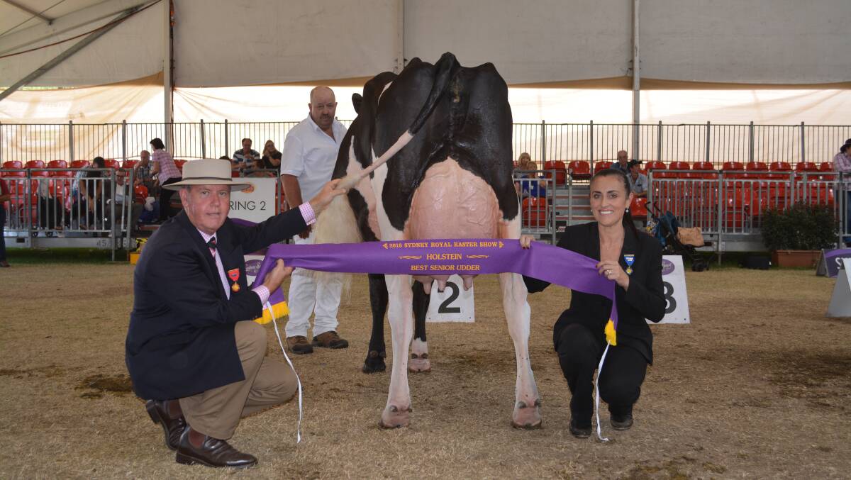Best senior udder was awarded to Murribrook Windhammer Cybele-ET-OC. Pictured with Lindsay Moxie, Elders Dairy, Hunter Valley, handler Mark Patullo, Numurkah, Vic, and judge Claire Swale, United Kingdom. 