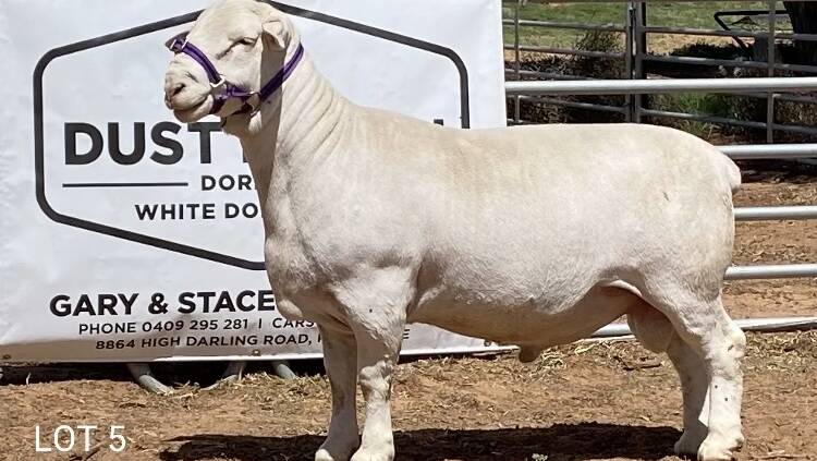 One of Gary Cullinan's favourite rams which sold to Rhys and Sarah Harris from Mulurula station for $5000. Rhys and his wife Sarah helped the Cullinans throughout the drought by putting their ewes on agistment for around 18 months. Photo: supplied 