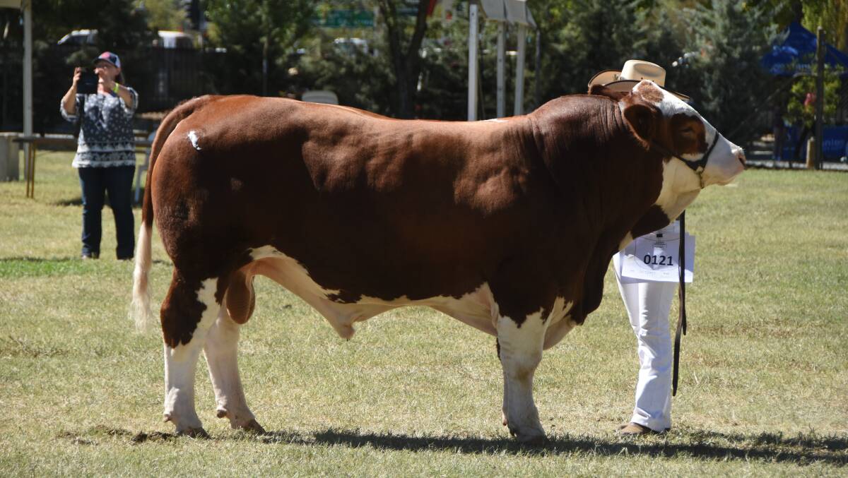 The grand champion bull, Glenanna Nifty, presented by Maddie McColl, Dubbo.