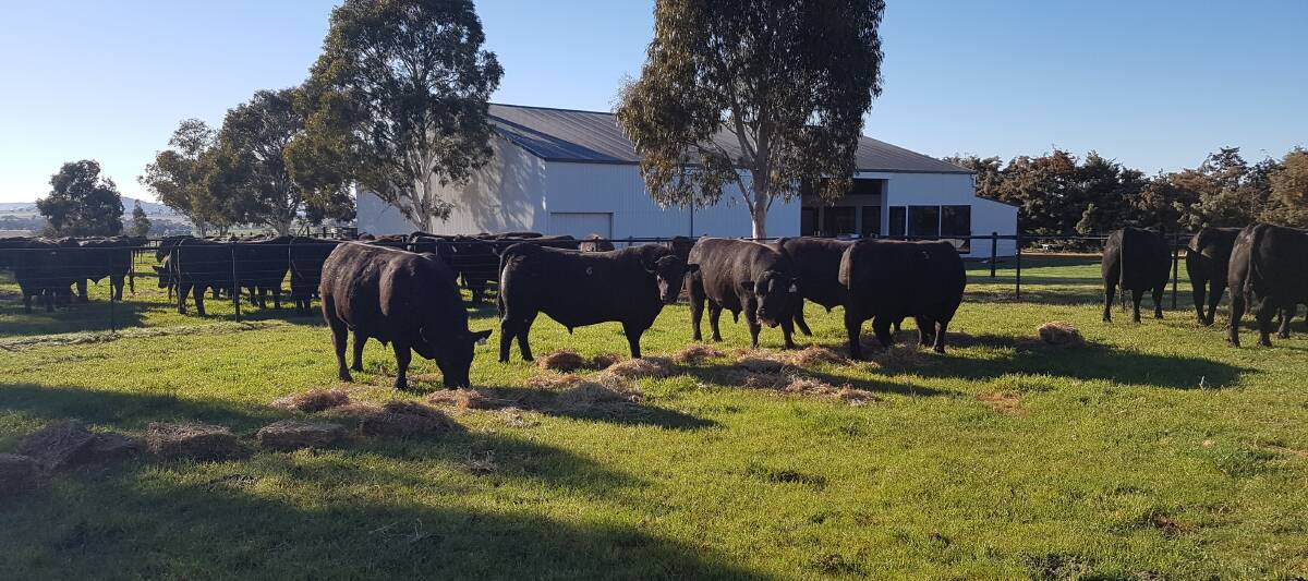 A total of 57 bulls were sold of the 63 offered on account of the Burton Taylor family, for a 90 per cent clearance and a $5325 average. 