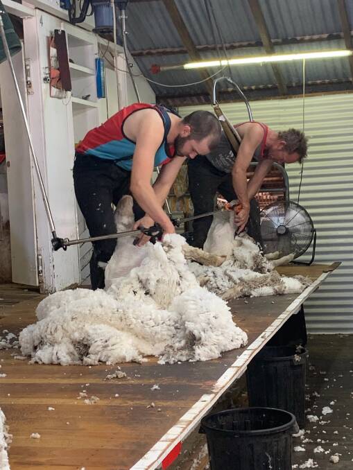 Moving from the kitchen to the shearing shed, Cory Nordstrom has been shearing alongside his father Scott Nordstrom. Photo: TAFE NSW