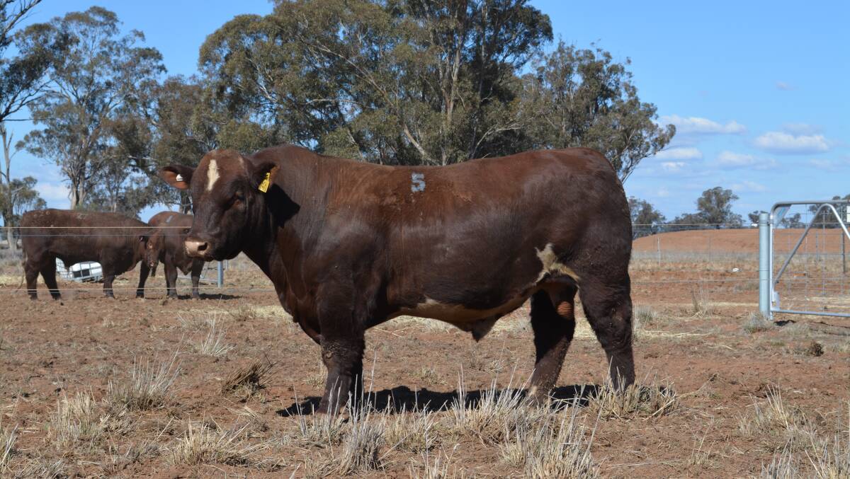 Polldale Masterful, the Shorthorn Central sale-topping bull. 