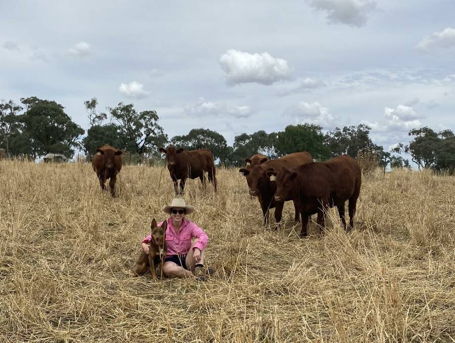 More time spent at home: Hannah Powe, her dog Flo and heifers were happy for life to slow down in 2020. The autumn heifers were also happy to spend extra time on their mums, rather than being weaned early like the Q-drop. 