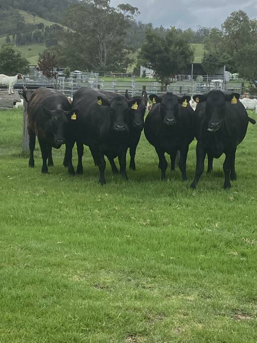 Reiland Angus heifers purchased from the East Meets West online sale in December. 