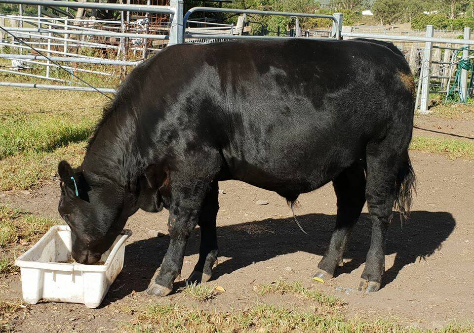 Hughesy the Limousin/Angus steer is currently tipping the scale at 450 kilograms. Photo supplied. 
