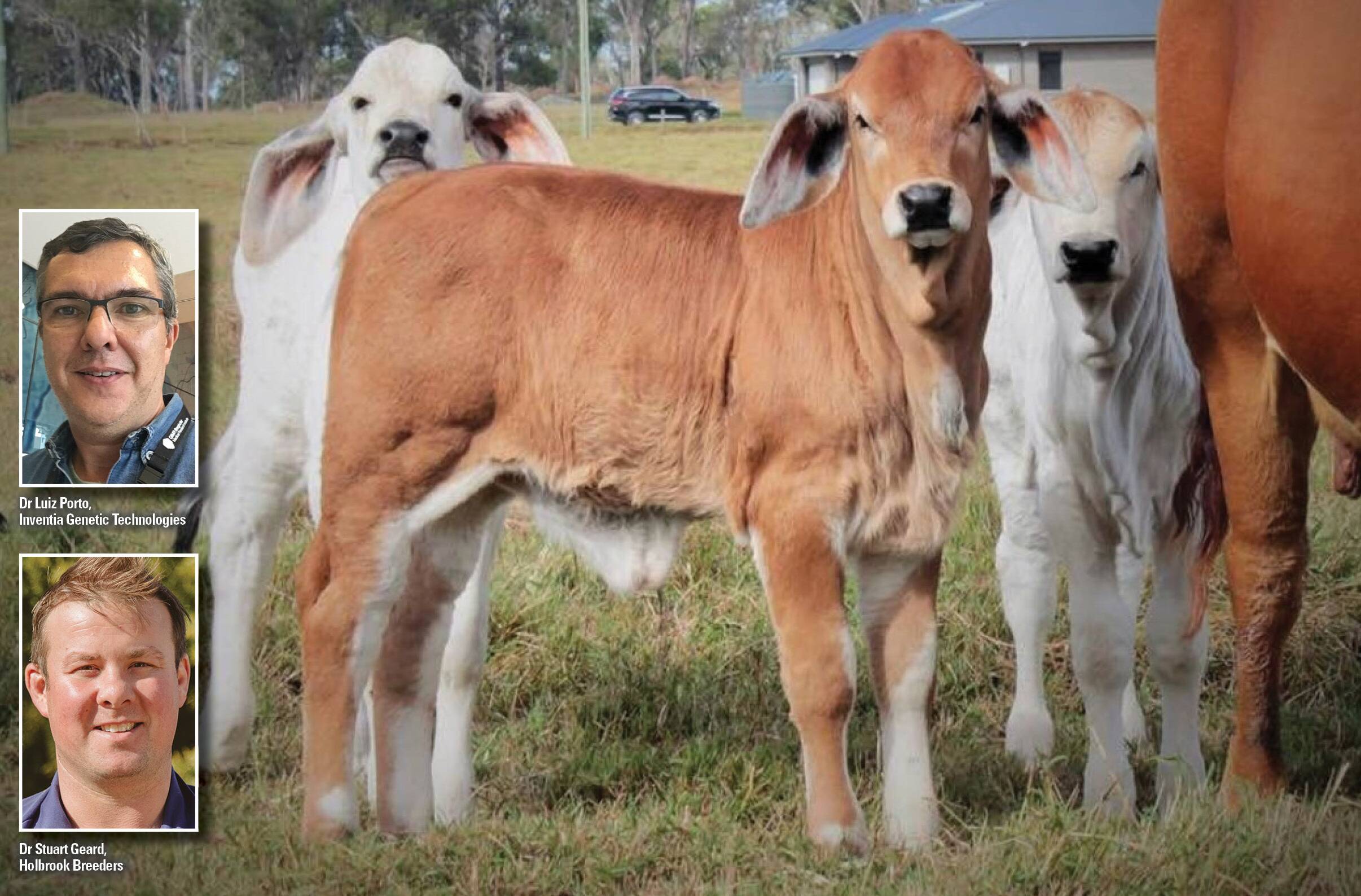 IVF or conventional flushing in cattle, what's best? | The Land | NSW