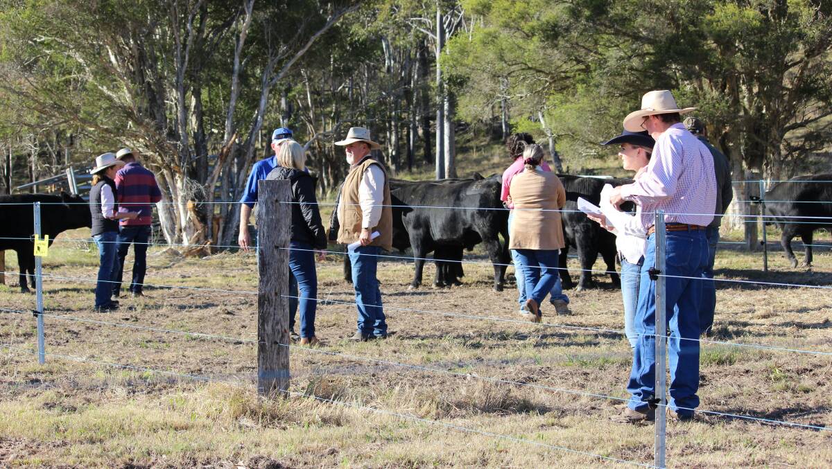 Over 150 attendees were registered through the gate of first-time participants Boambee Angus stud at East Seaham during day five of The Land's 2022 Northern Beef Week. Photo: Boambee Angus