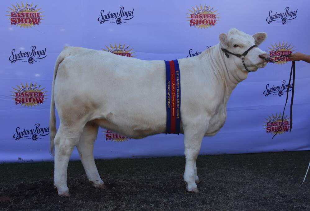 The junior champion Charolais heifer went to the 2018 Charolais Youth donation heifer, Colinta Minnie, exhibited by Colinta Holdings Pty Ltd. 