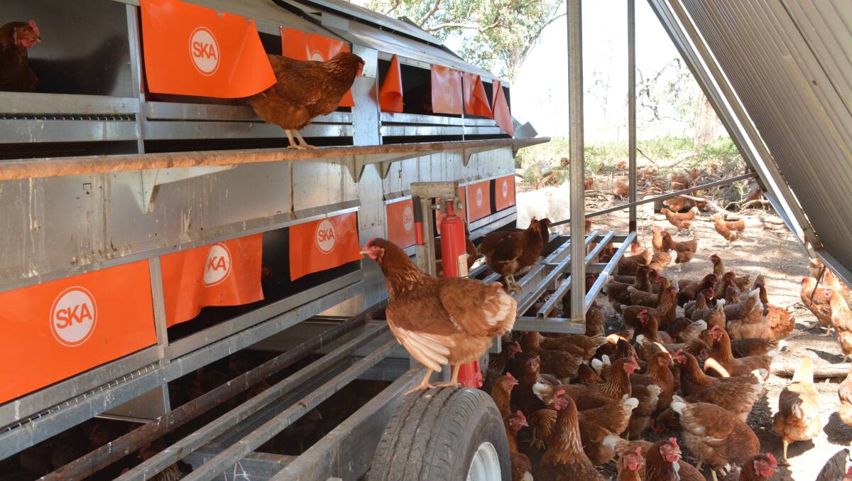 The layers have access to in-house custom made trailers with coops in which they go to lay. Eggs are collected from these coops daily. 