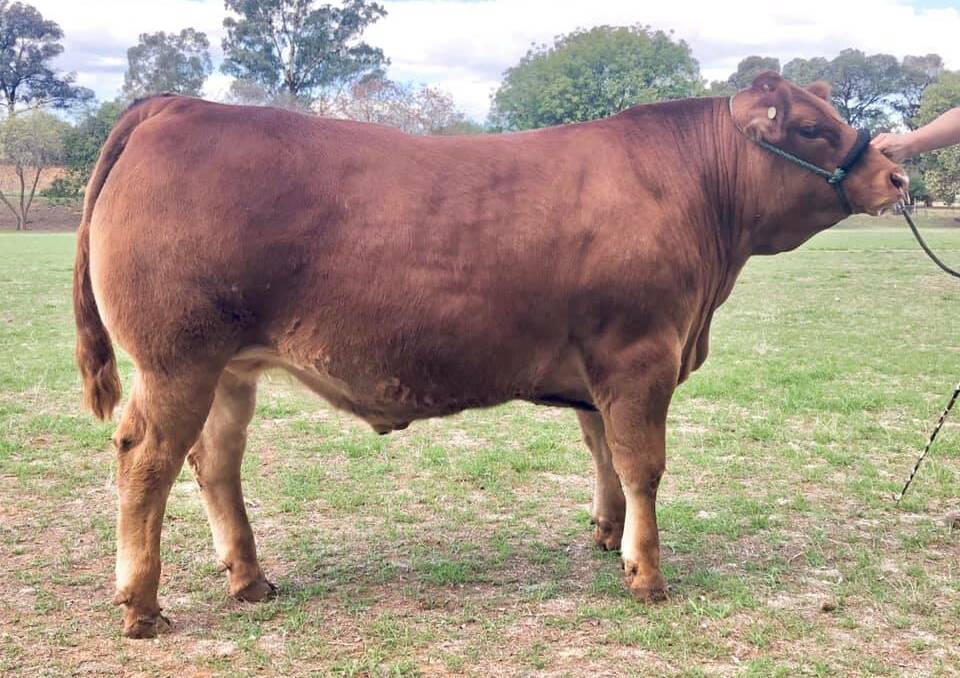 The reserve champion heavyweight steer "Chomp" prepared by The Henry Lawson High School, Grenfell, and bred by Mt Pleasant Limousins, Forbes. Photo: Facebook 