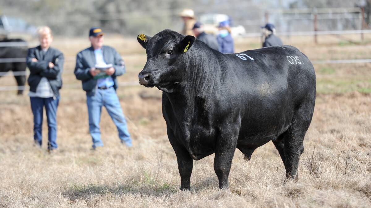 In total 4052 bulls were sold at auction for an average price of $13,845. Of this 3166 of the bulls sold came from New South Wales sales, while 886 came from Queensland sales. Photo: Lucy Kinbacher 