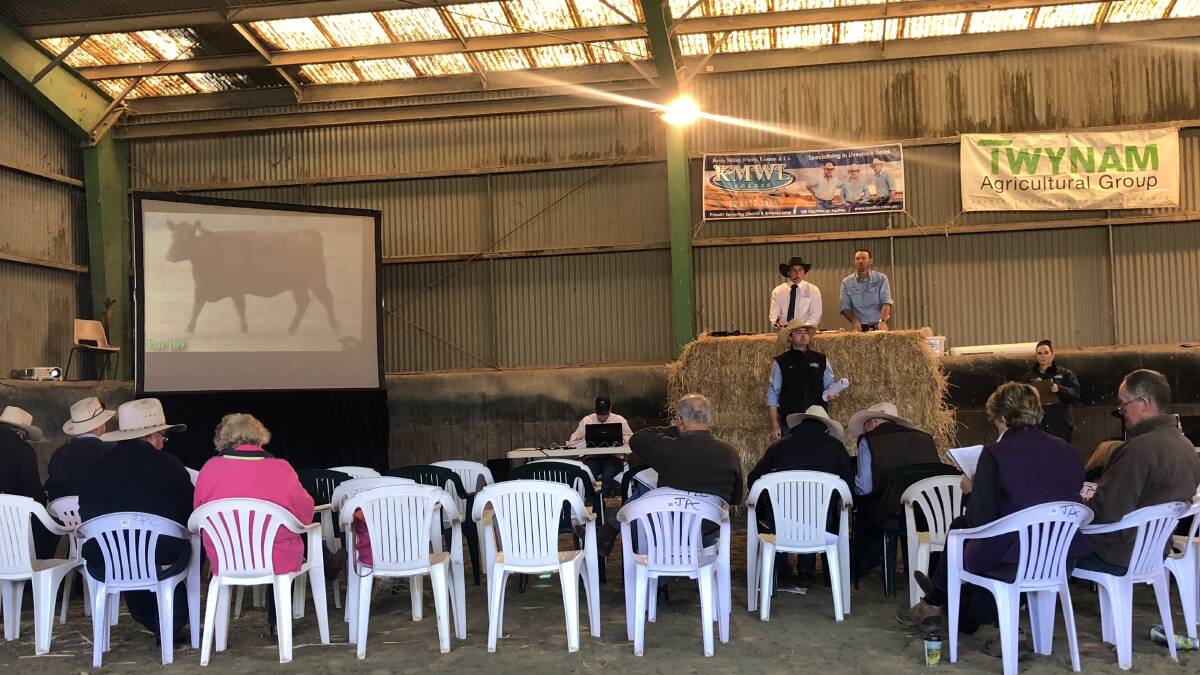 Bidding gets underway at the Twynam Agricultural Group's dispersal of its Angus stud at Jemalong Station.  