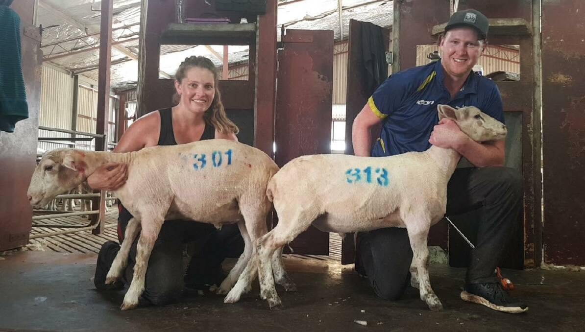 Nicki Guttler with her 301 crossbred lamb shorn alongside her boyfriend Connor Price. Miss Guttler has also shorn over 200 in full grown Merino ewes. Photos: supplied 