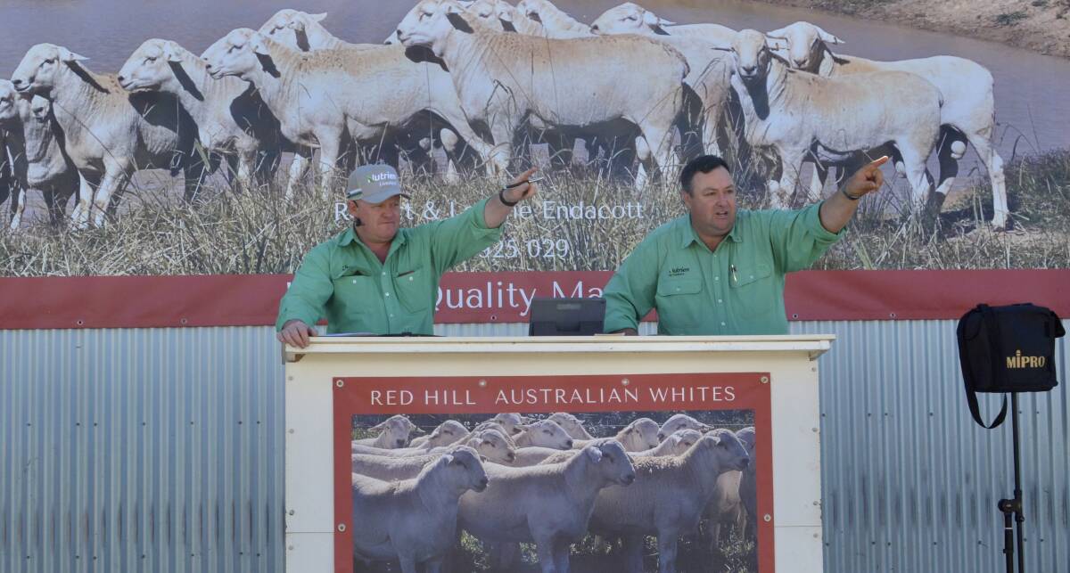 Nutrien stud stock manager John Settree with fellow Nutrien stud stock agent Brad Wilson, both of Dubbo, selling at the Red Hill Australian White Sale at Wongarbon. Photo: Hannah Powe
