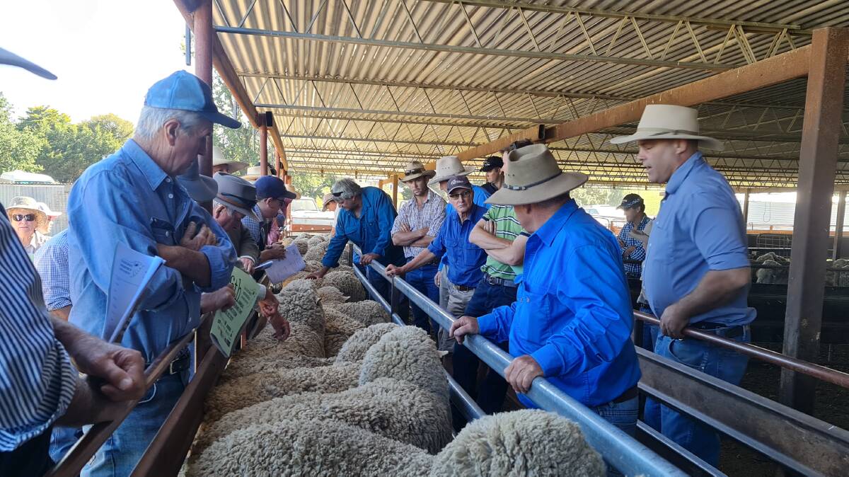 Around 65 people toured around the eight flocks in the 26th annual Bathurst Merino Association Maiden Ewe Competition. Photo: Emma Grabham 