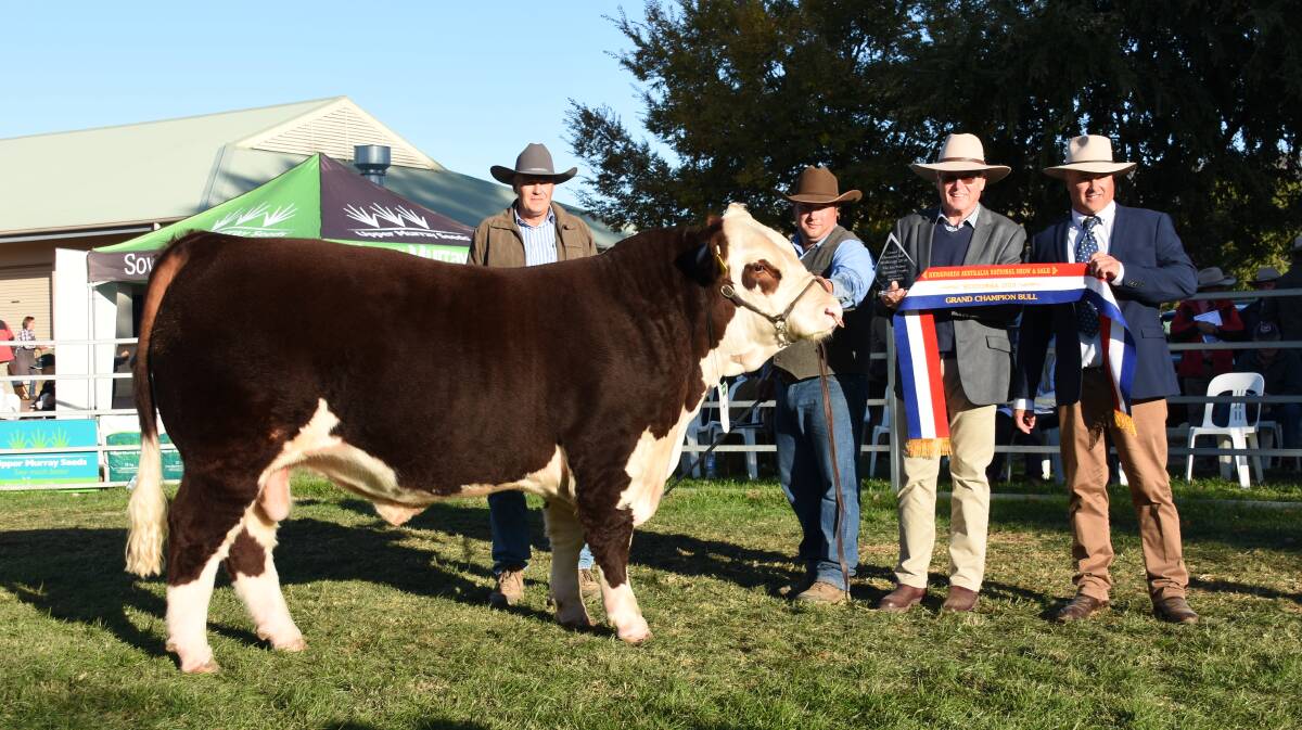 Owner Scott Lewington, Uranquinty, looks over his grand champion bull, Kymarney Majestic, held by Hayden Green, and sashed by Herefords Australia chairman Bill Kee, and judge Brent Fisher, Christchurch, New Zealand. 