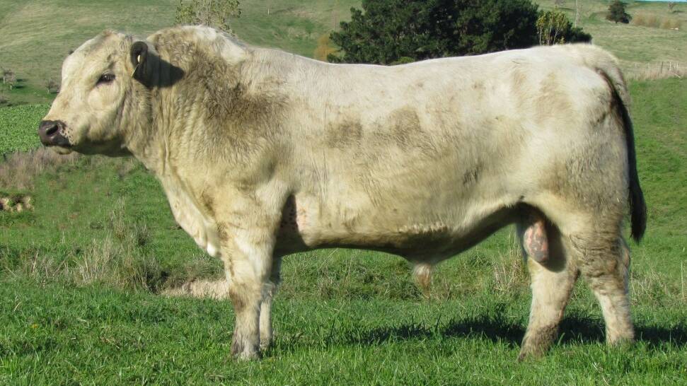 The $35,000 NZD equal Australasian record selling Speckle park bull Maungahina Promise P194 was bought by Justin and Amy Dickens of JAD Speckle Park, Yeoval. Photo: AuctionsPlus 