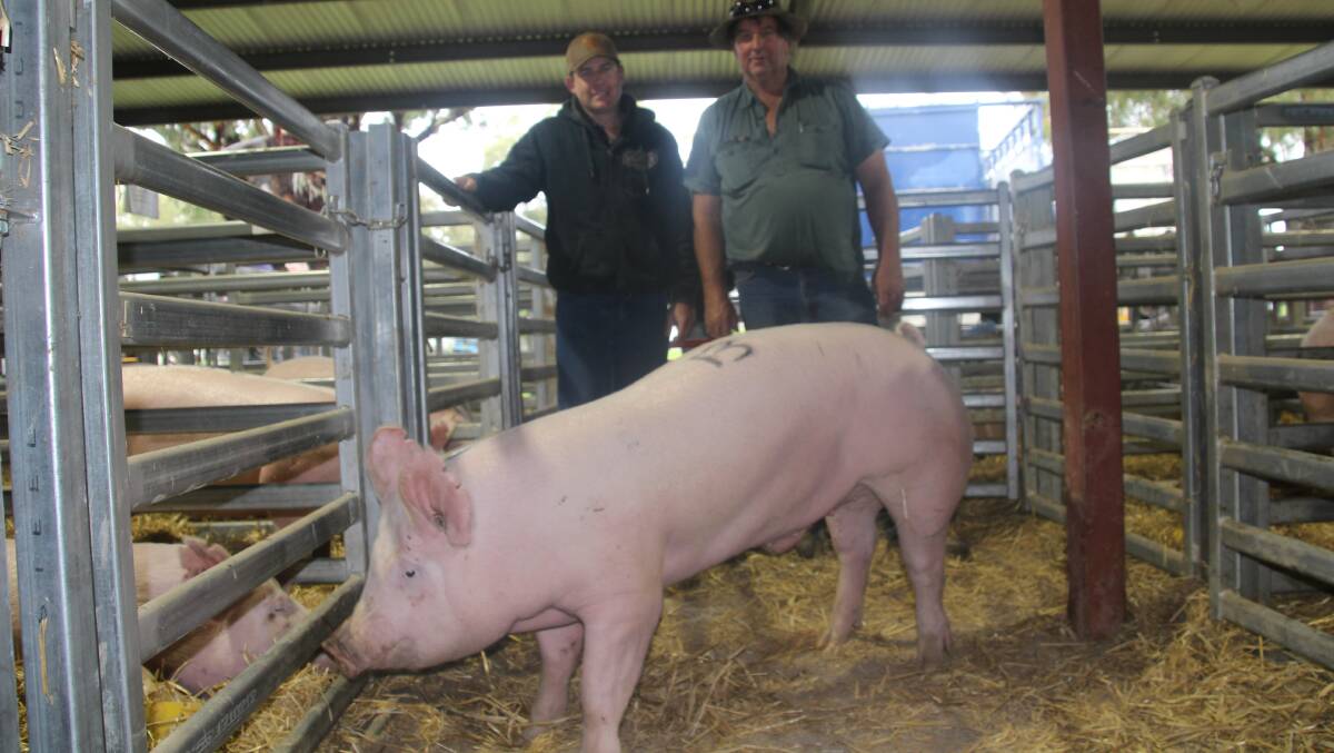 The $2150 top-priced boar, Gumshire Louis KK236, with buyer Ryan Overall, Weethallee, and vendor Michael Blenkiron, Kyneton, SA. Photo: Charlotte Davis 